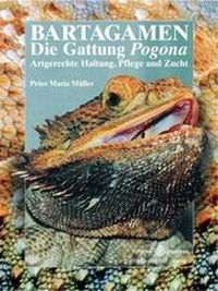 Abbildung von: Bartagamen - Die Gattung Pogona - Natur und Tier