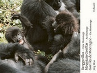 Abbildung von: Berggorillas. Gorilles de montagne. Mountain Gorillas - Echtzeit Verlag