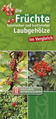 Abbildung von: Die Früchte heimischer und kultivierter Laubgehölze im Vergleich - Quelle & Meyer