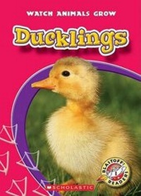 Enlarge image Cover: Ducklings - Children's Press(CT)