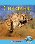 Cover: Cheetahs - Scholastic US