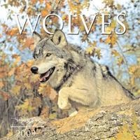Enlarge image Cover: Wolves - Voyageur Press