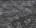 Cover: The Possible - University of California, Berkeley Art Museum and Pacific Film Archive