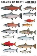 Cover: Salmon of North America Poster - Scott & Nix, Inc