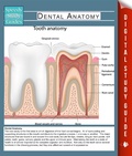Cover: Dental Anatomy (Speedy Study Guides) - Dot EDU