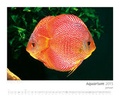 Cover: Kalender "Aquarium 2015" - Tetra
