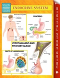 Cover: Endocrine System Speedy Study Guides - Dot EDU