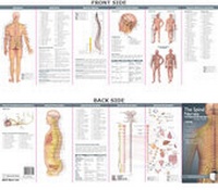 Abbildung von: Anatomical Chart Company's Illustrated Pocket Anatomy: The Spinal Nerves & the Autonomic Nervous System Study Guide - Lippincott Williams and Wilkins