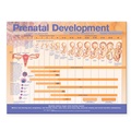 Bild: Prenatal Development Anatomical Chart - Lippincott Williams and Wilkins