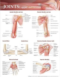 Abbildung von: Joints of the Upper Extremities Anatomical Chart - Lippincott Williams and Wilkins