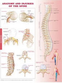 Abbildung von: Anatomy and Injuries of the Spine - Lippincott Williams and Wilkins