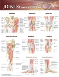 Abbildung von: Joints of the Lower Extremities Anatomical Chart - Lippincott Williams and Wilkins