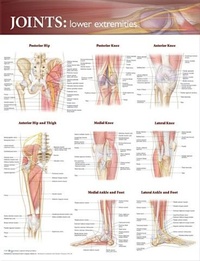 Abbildung von: Joints of the Lower Extremities Anatomical Chart - Lippincott Williams and Wilkins