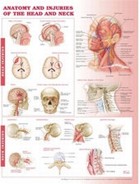 Abbildung von: Anatomy and Injuries of the Head and Neck Anatomical Chart - Lippincott Williams and Wilkins