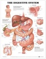 Cover: The Digestive System Anatomical Chart - Anatomical Chart Co.
