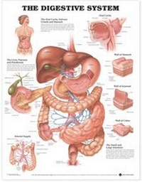 Enlarge image Cover: The Digestive System Anatomical Chart - Anatomical Chart Co.