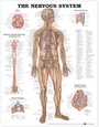 Cover: The Nervous System Anatomical Chart - Anatomical Chart Co.