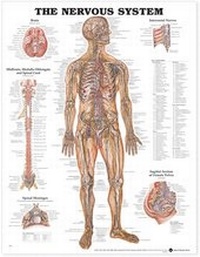 Enlarge image Cover: The Nervous System Anatomical Chart - Anatomical Chart Co.