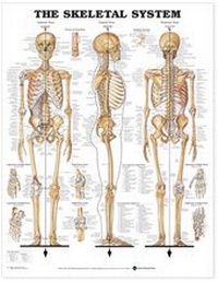 Abbildung von: The Skeletal System 3D Raised Relief Chart - Anatomical Chart Co.