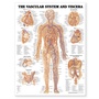 Cover: Vascular System and Viscera Anatomical Chart - Anatomical Chart Co.
