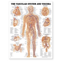 Enlarge image Cover: Vascular System and Viscera Anatomical Chart - Anatomical Chart Co.