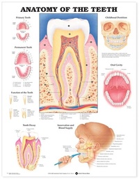Abbildung von: Anatomy of the Teeth Anatomical Chart - Anatomical Chart Co.