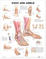 Cover: Foot and Ankle Anatomical Chart - Anatomical Chart Co.