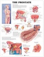Cover: The Prostate Anatomical Chart - Anatomical Chart Co.