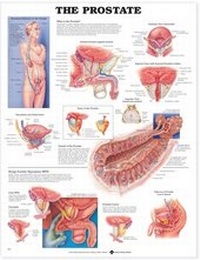 Enlarge image Cover: The Prostate Anatomical Chart - Anatomical Chart Co.