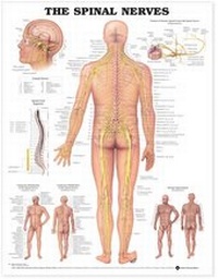 Abbildung von: The Spinal Nerves Anatomical Chart - Anatomical Chart Co.