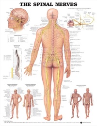 Abbildung von: The Spinal Nerves Anatomical Chart - Anatomical Chart Co.