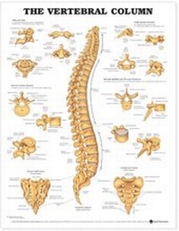 Abbildung von: The Vertebral Column Anatomical Chart - Anatomical Chart Co.
