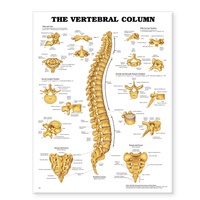 Abbildung von: The Vertebral Column Anatomical Chart - Anatomical Chart Co.