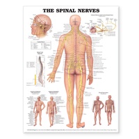 Abbildung von: The Spinal Nerves Anatomical Chart - Anatomical Chart Co.