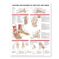 Abbildung von: Anatomy and Injuries of the Foot and Ankle - Anatomical Chart Co.