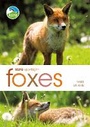 Cover: RSPB Spotlight: Foxes - Bloomsbury Natural History