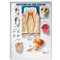 Abbildung von: Anatomy of the Teeth - Anatomical Chart Co.