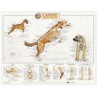 Abbildung von: Canine Skeletal System Anatomical Chart - Anatomical Chart Co.