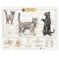 Abbildung von: Feline Skeletal System Anatomical Chart - Anatomical Chart Co.
