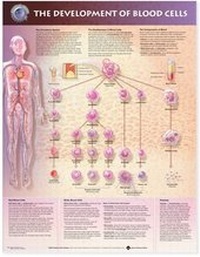 Abbildung von: The Development of Blood Cells Anatomical Chart - Anatomical Chart Co.