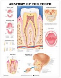 Abbildung von: Anatomy of the Teeth Anatomical Chart - Anatomical Chart Co.