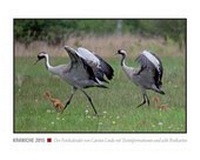 Enlarge image Cover: Kraniche 2015 - Wundertüte Musikproduktion