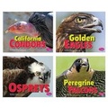 Cover: Birds of Prey - Capstone Press