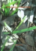 Cover: Mimicking a Snowdrop - Thynks Publications Ltd