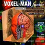 Cover: VOXEL-MAN Junior - Springer