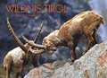 Cover: Wildnis Tirol - L&ouml;wenzahn Verlag in der Studienverlag Ges.m.b.H.