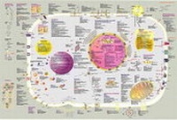 Enlarge image Cover: Die Zelle - Springer