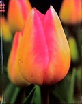 Cover: Tulpen - arsEdition