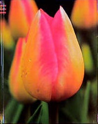 Enlarge image Cover: Tulpen - arsEdition