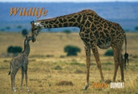 Enlarge image Cover: Wildlife - Kalender 2006 - DuMont Kalenderverlag